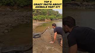 Crazy Facts About Animals | Part 47 | Amazing Facts | Mind Blowing Facts #Shorts