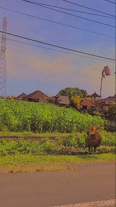 story wa bali 55