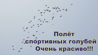 Полёт спортивных голубей. Молодняк 2016.Беларусь.(Голуби и голубятня Анатолия Вебера! Полет молодых спортивных голубей. Минск 2016., 2016-07-28T13:14:17.000Z)