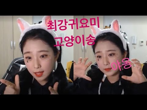 [하람하람] 펑티모따라잡기 고양이송
