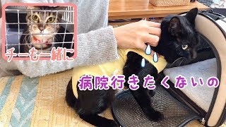 【診察経過報告】ナナの乳腺のしこりのその後とチーの避妊手術前健康チェック