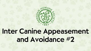 Inter Canine Appeasement And Avoidance