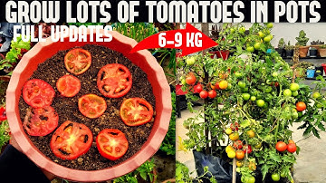 How To Grow Tomatoes At Home (SEED TO HARVEST)