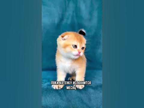 Как определить пол котёнка #кот #кошка #котята - YouTube