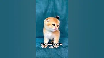 Как определить пол котёнка #кот #кошка #котята
