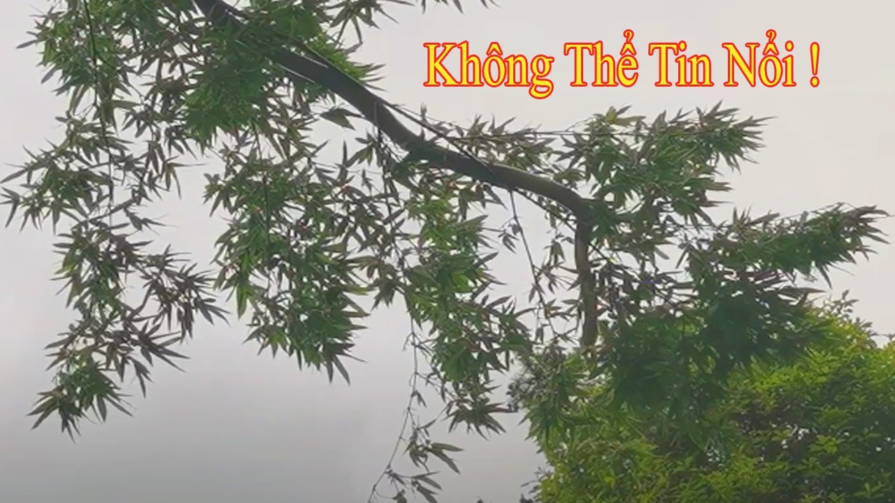 Rắn Hổ Lửa vs Rết - Không thể tin nổi | @thegioiran
