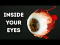 What happens inside your eyes  3d animation