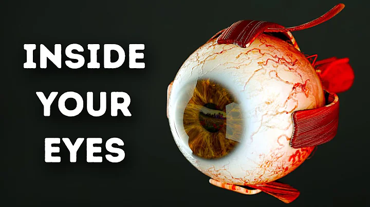 What Happens Inside Your Eyes - 3D Animation - DayDayNews