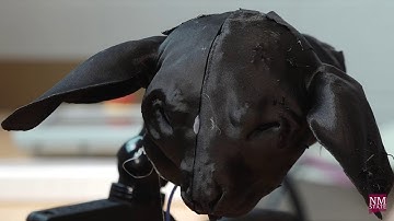 Eye on Research: Madagascan lemur could revolutionize nondestructive testing