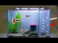 Guppy fish tank setup  guppy aquarium decoration