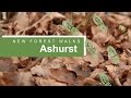 New Forest walks: Ashurst