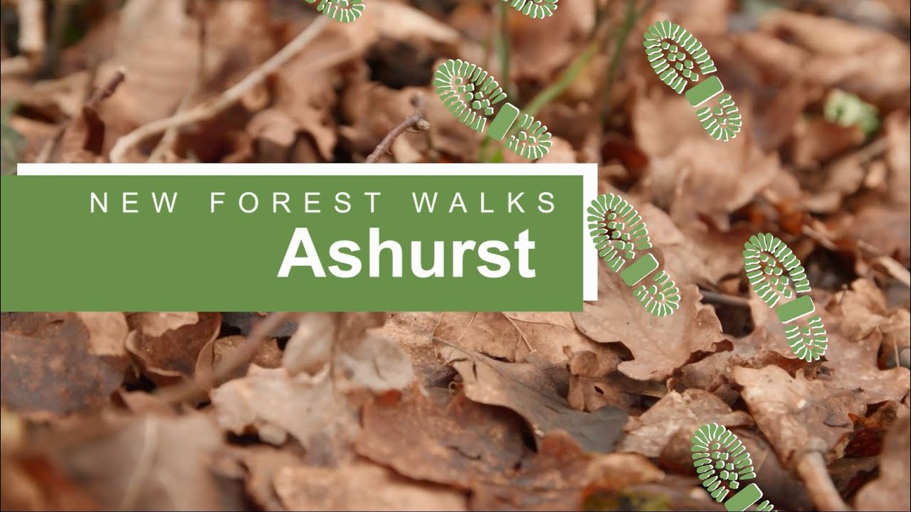 New Forest walks: Ashurst news