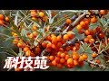 《科技苑》打“点滴”放爆竹 沙漠里种出“摇钱树” 20181217 | CCTV农业