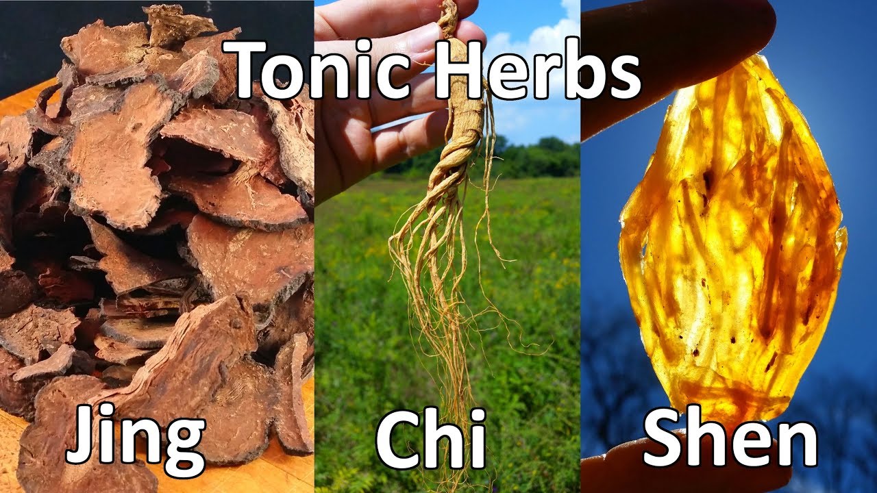 Tonic Herbalism Overview: Jing Chi Shen
