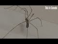 Did this spider make a U-turn? 