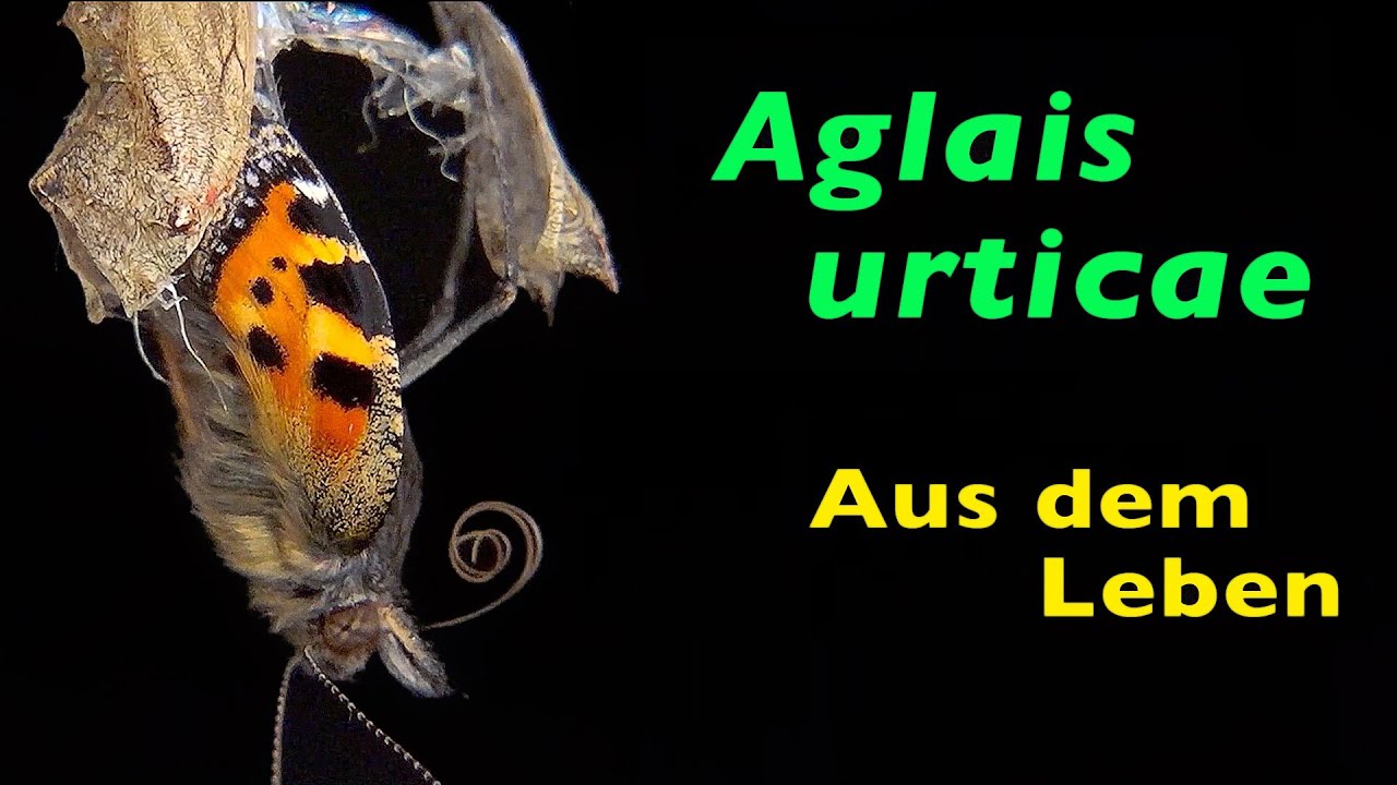 Details aus dem Leben des KLEINEN FUCHS, Aglais urticae