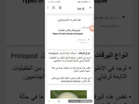 انواع اليرقات والعذارى في الحشرات. Types of insect larvae and pupae