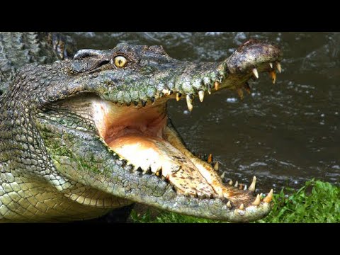 Крокодил Гена Нильский. nile crocodile