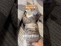 動きたくない保護猫 The cat won't move. #保護猫 #ねこのいる生活