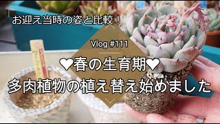 【Vlog111】【多肉植物】春の生育期❤多肉植物の植え替え始めました【植え替え手順】【多肉の土について】