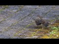 Heggenmus baltsen - Zelden gefilmd - Dunnock Mating Strategy
