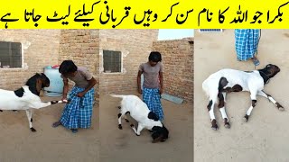 قربانی کا بکرا جو اللہ کا نام سن کر قربانی کیلئے تیار ہوجاتا ہے  Beautiful Goat & Cow For Eid Qurban