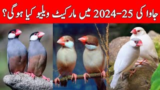 Java New Rates | Java Finch Prices | Java Business Future in 2024-2025 | Mini Zoo