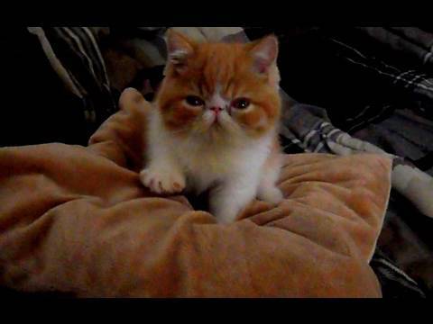 Cute Exotic Shorthair Kitten making his Bed
