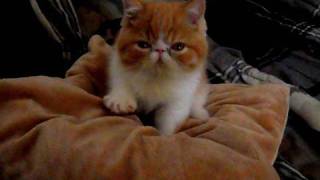 Cute Exotic Shorthair Kitten making his Bed