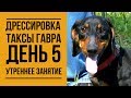 Дрессировка таксы Гавра. День 5. Утреннее занятие