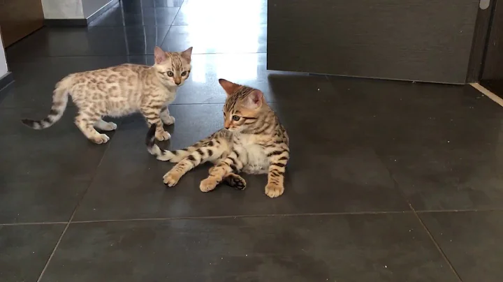 Video 11305981: bengal fight, bengal kitten, bengal boy, f6