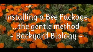 Installing a Bee Package gently Backyard Biology