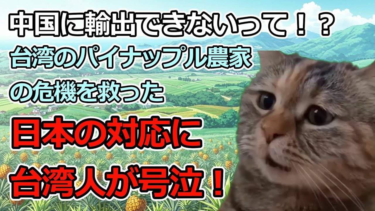 【猫ミーム】パイナップルが中国に輸出できない！？台湾の農家の危機を救った日本の対応に台湾人が号泣！！