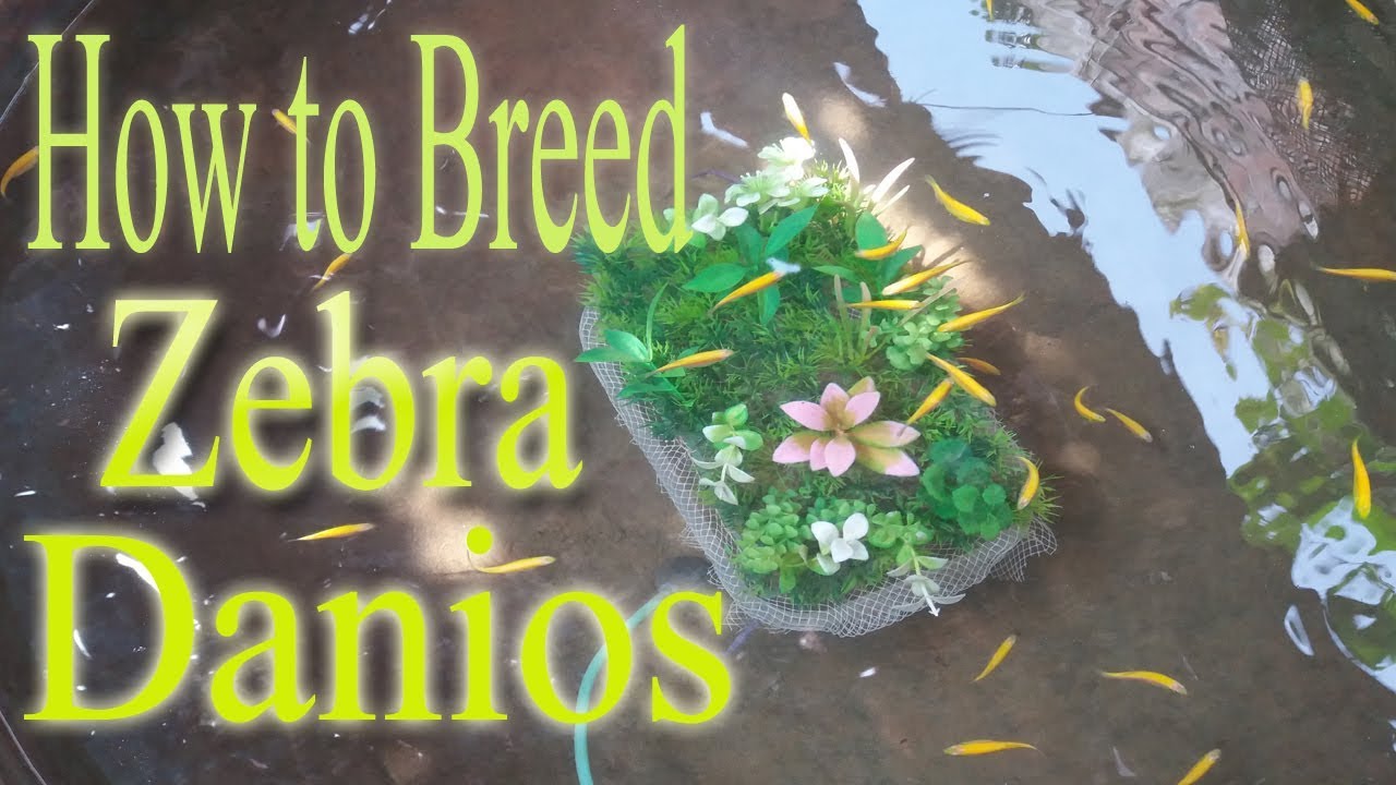 How to Breed Zebra Fish - YouTube