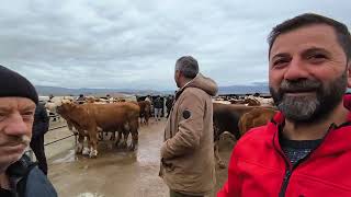 ÇORUM HAYVAN PAZARI BÜYÜKBAŞ 23 ŞUBAT ÇEKİMİ 1.BÖLÜM 23 ŞUBAT 2026