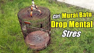 Ciri murai batu drop mental dan stres