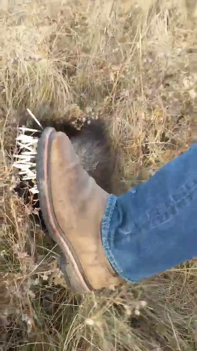 Don't touch a porcupine!