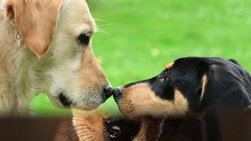 Cosa dare al cane che trema?