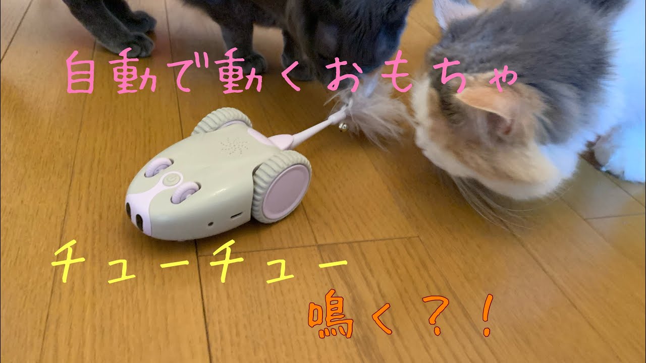 絶対に猫が喜ぶ 猫用おもちゃ 自動で動く ネズミロボット ベンガルキャット ロシアンブルー ラガマフィン Youtube