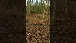 basset hound deer tracking training