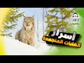 غابات التايغا أسرار وغرائب أكبر غابة متجمدة على كوكب الأرض