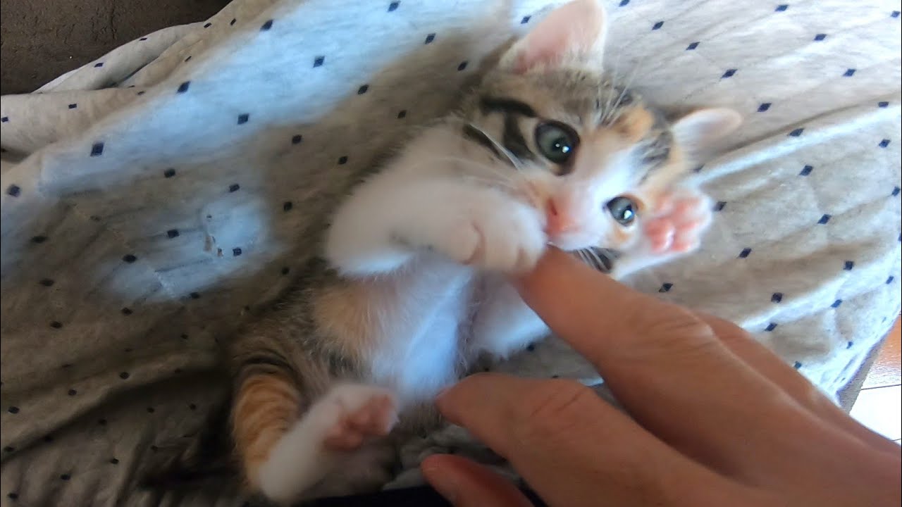 Cat playing on lap - YouTube