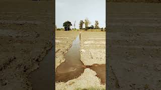 Field Watering Short Video #farming #farmvlog #kheti #villagelife #farmlife #greenfarm
