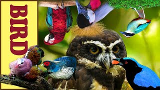 Beautiful Wild Kingdom Real Sounds &amp; Relaxing Nature | Part 9