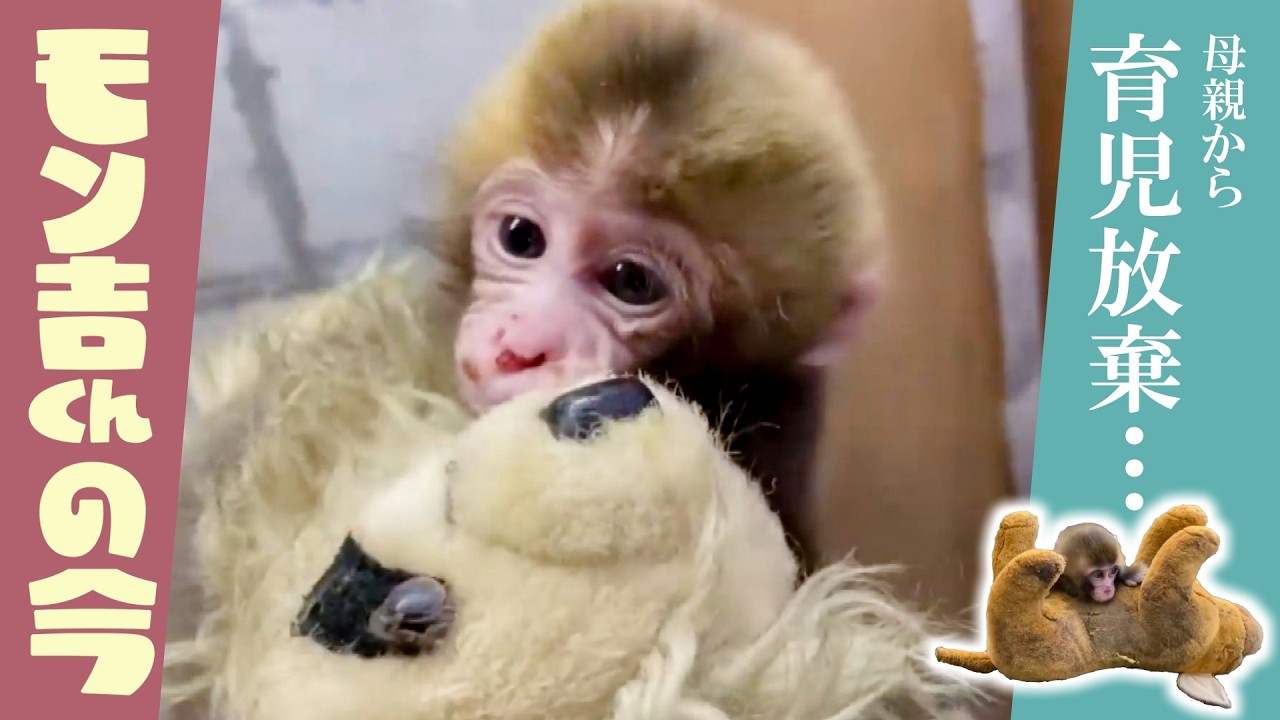 Special Feature] The Life of Monkichi: A Monkey Abandoned by His