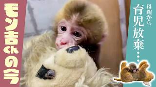 【つながるアニマル】特集　母親から育児放棄されたサル モン吉くんの「今」