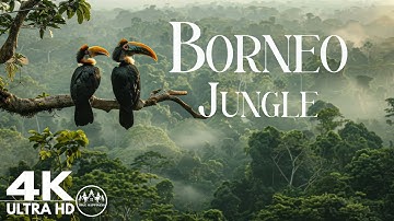 Borneo Jungle 4K - Amazing Tropical Rainforest In Asia | Scenic Relaxation Film