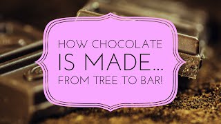 NEVER KNEW THIS...How Chocolate is Made 🍫