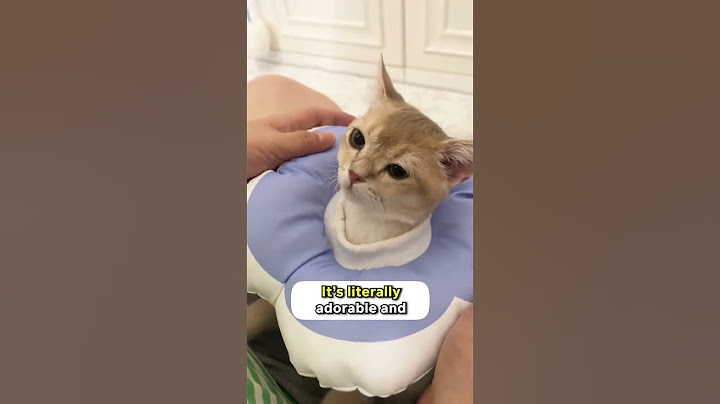 Get this ✨ Flower Recovery Cone ✨ for your cat to to recover IN STYLE! 🤗