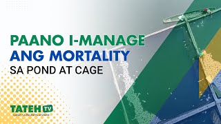 Paano Mabawasan Ang Mortality Sa Cage & Pond | TatehTV Episode 153